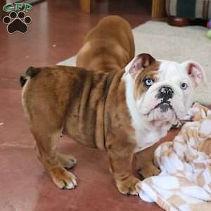 Coach, English Bulldog Puppy